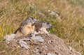  la marmotte des Alpes, Marmota marmota, mammifère, vertébré, montagne, France 